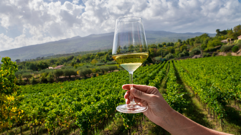A glass of white wine held up in the air with a vineyard in the background