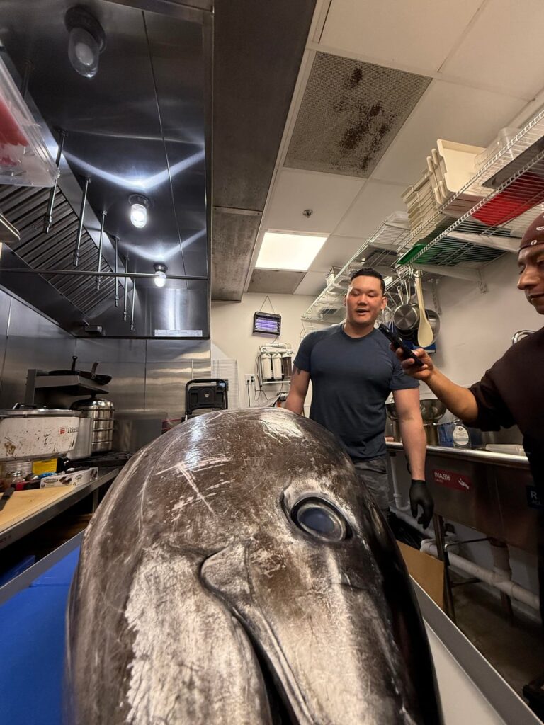 147lb Pacific Bluefin Tuna