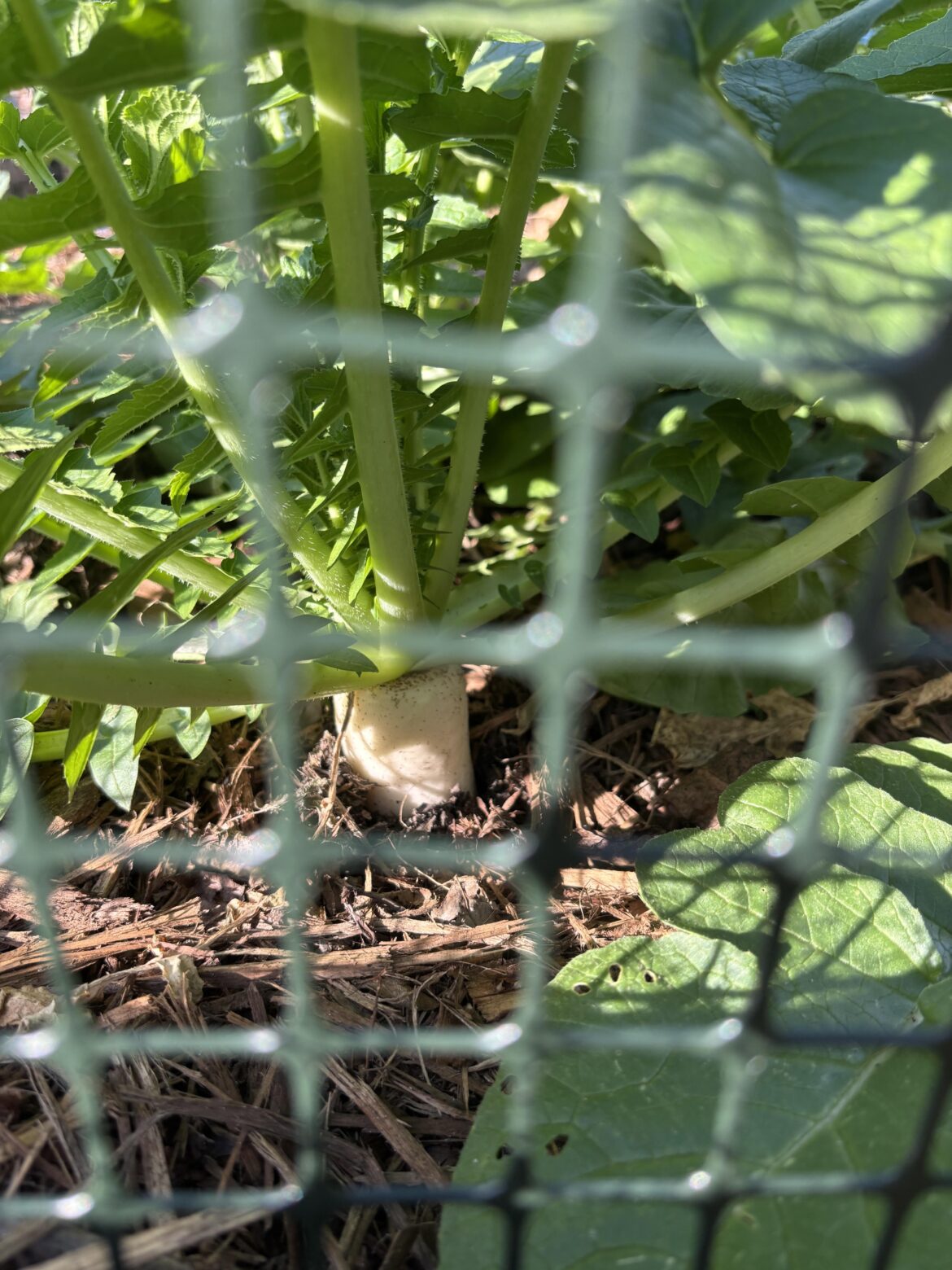 Would you harvest these?