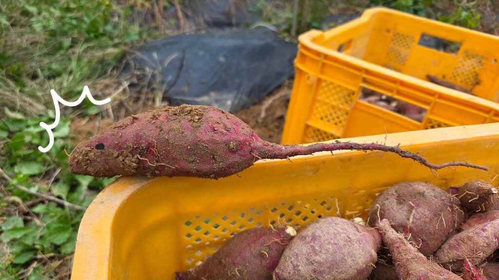 Found a mouse-shaped sweet potato in today’s harvest!