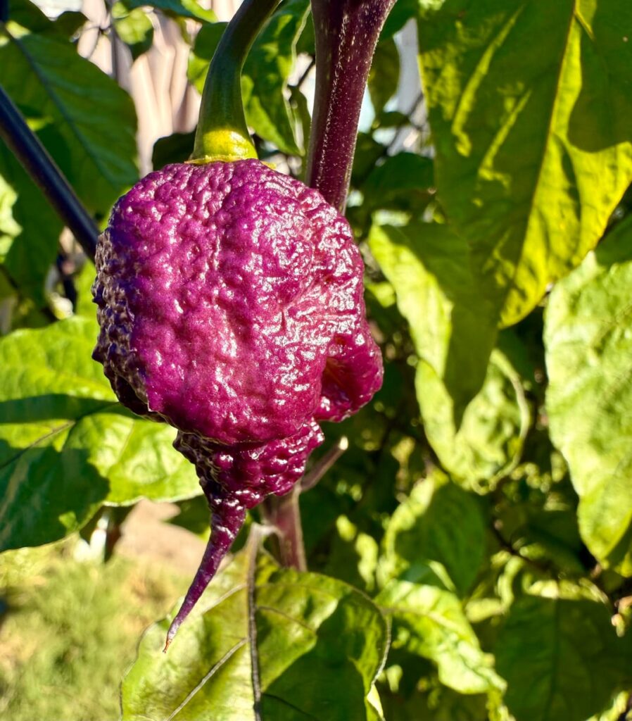 Purple to Peach Reapers