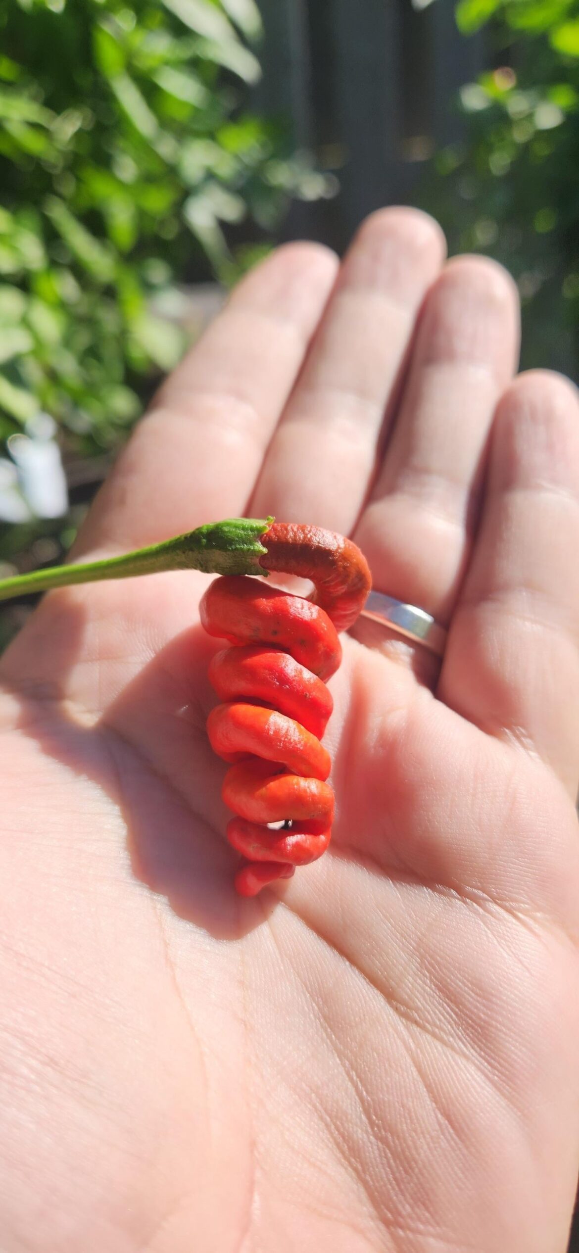 Thunder Mountain Longhorn decided to twist into itself like a curly fry