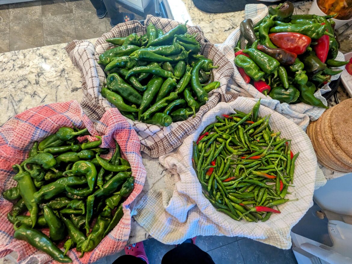 Harvest from the garden this year! Going to try some hot sauce recipes. It's our first time, so all suggestions/tips are welcome.
