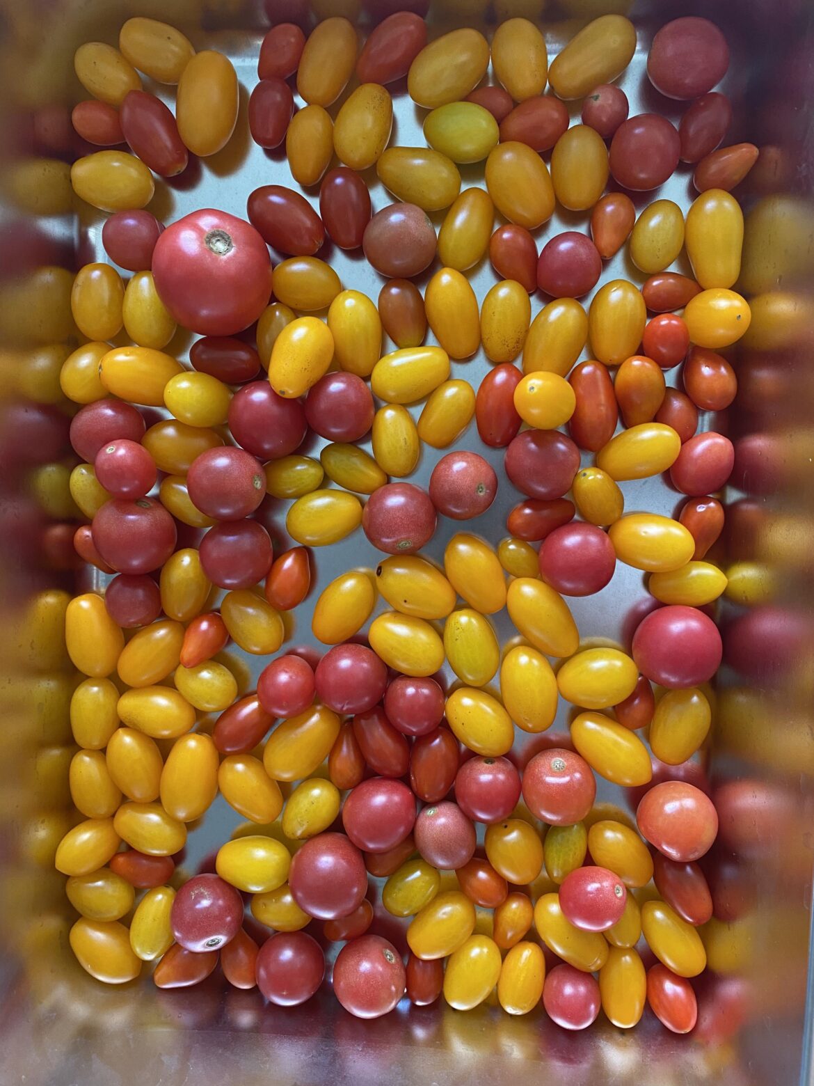 Cherry tomato harvest