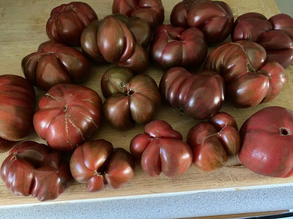 Look at my beautiful tomatoes
