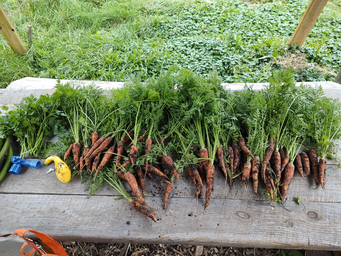 Carrot harvest