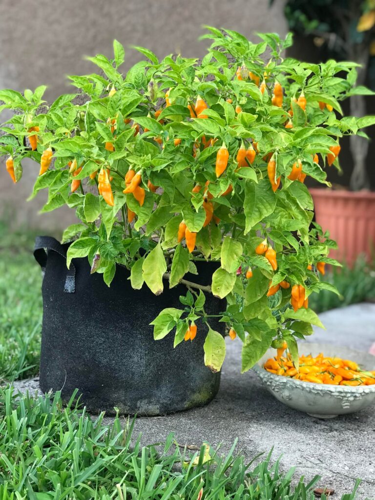 Datil peppers still going strong! One little cutie even decided to put on a tail for me!