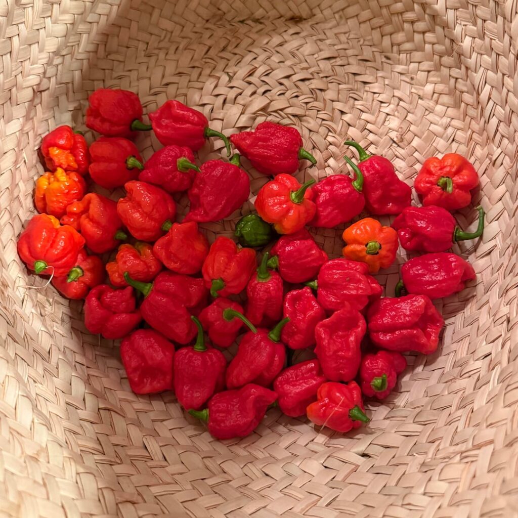 First Decent Harvest!