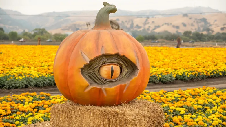 Close up of a carved pumpkin on a bale of hay at Spina Farms Pumpkin Patch in Morgan Hill, California.