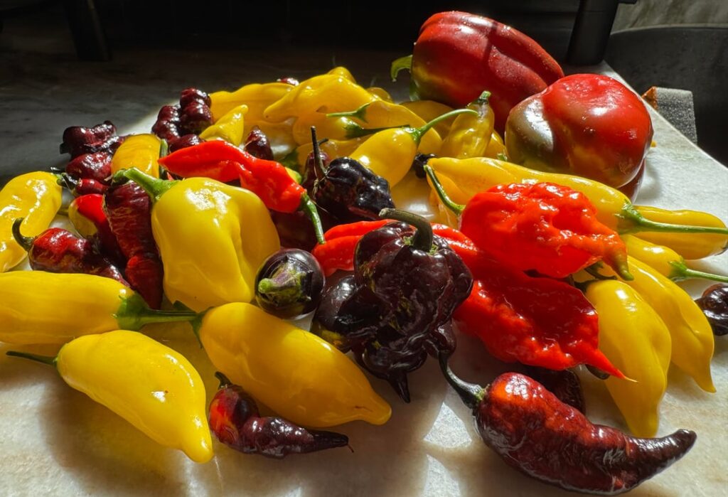 New England weather forced my hand New England weather forced my hand