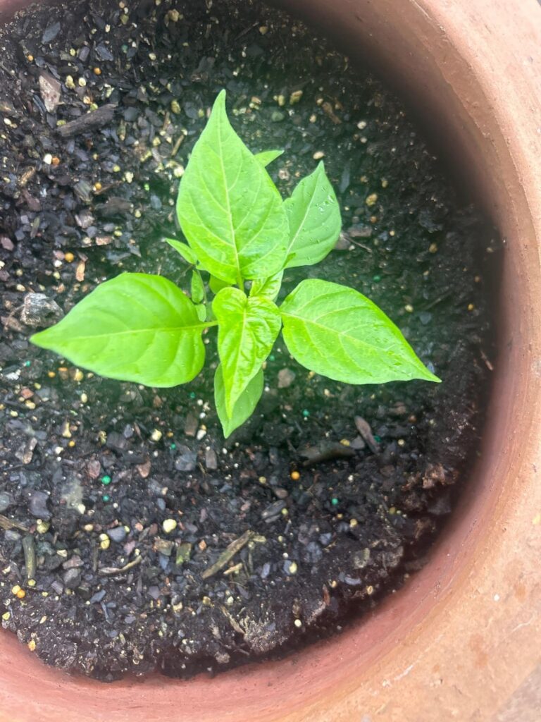 Tossed habanero seeds in here from leftover peppers didn’t expect much but now I have this any tips ?