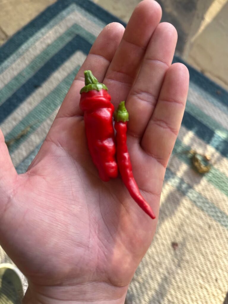 Fat Cayenne
