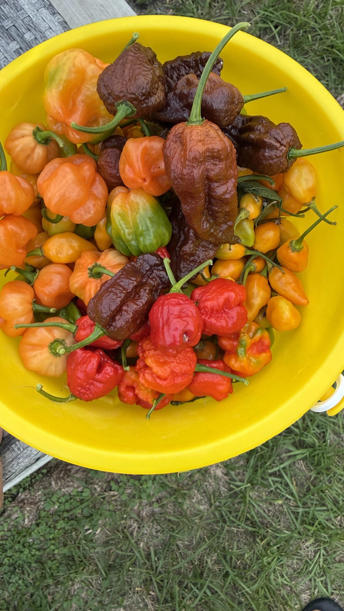 Little pepper harvest today, datil, reaper, choc ghost, choc fatalli and hab