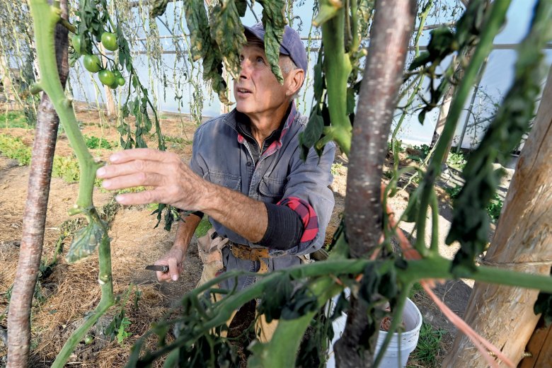 George Schenk working in the Lareau Farm market garden