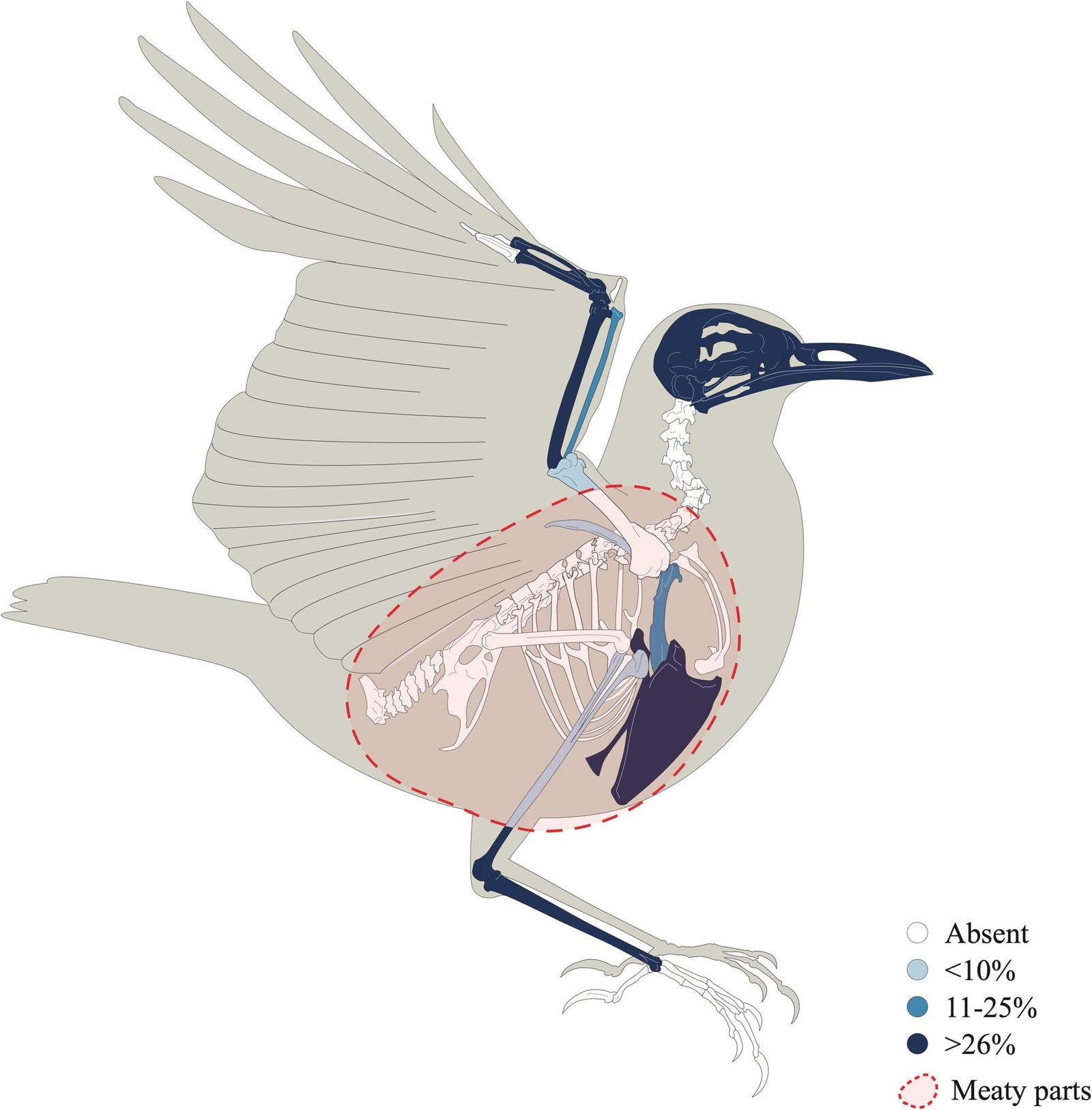 Fried thrushes were ancient Roman street food in Mallorca, not just an elite delicacy, study finds