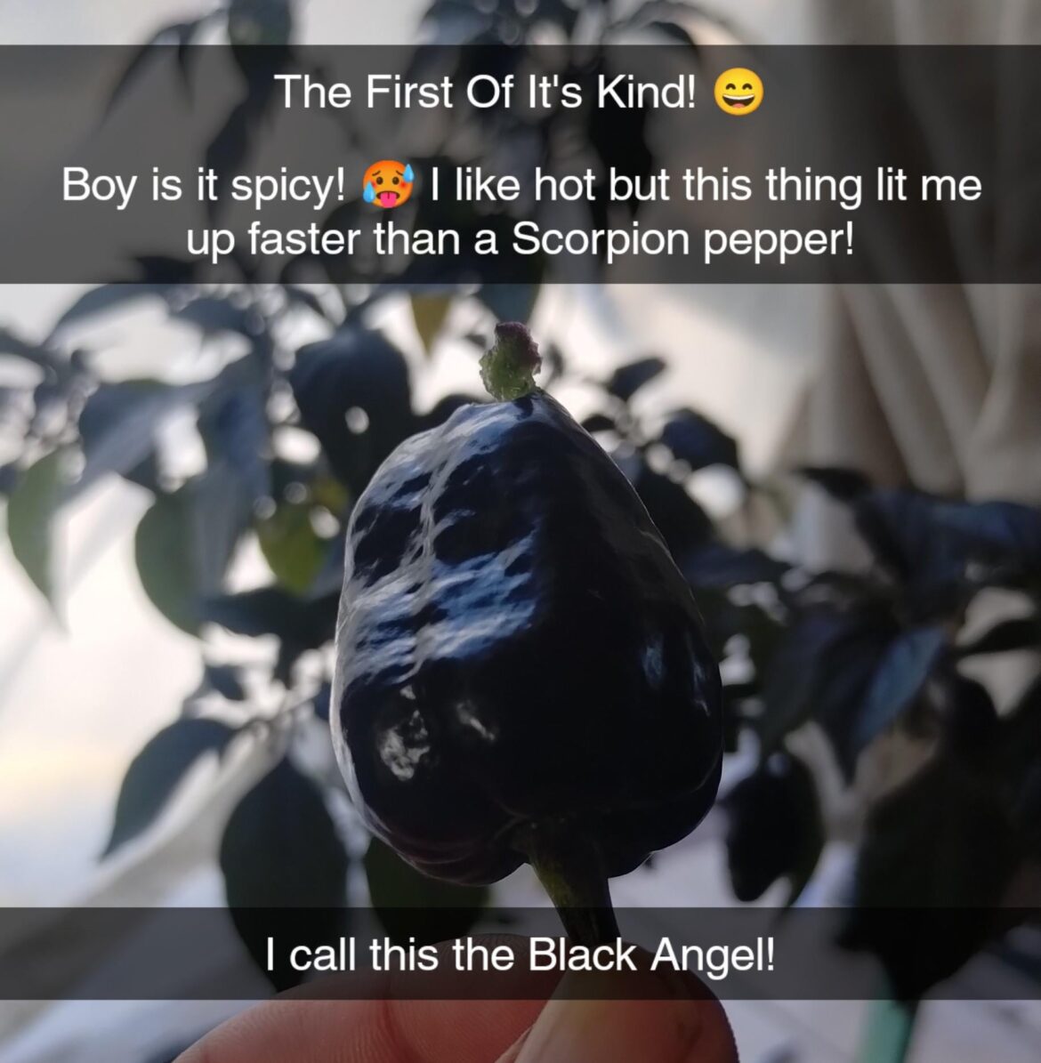 First of its kind? First of its kind?