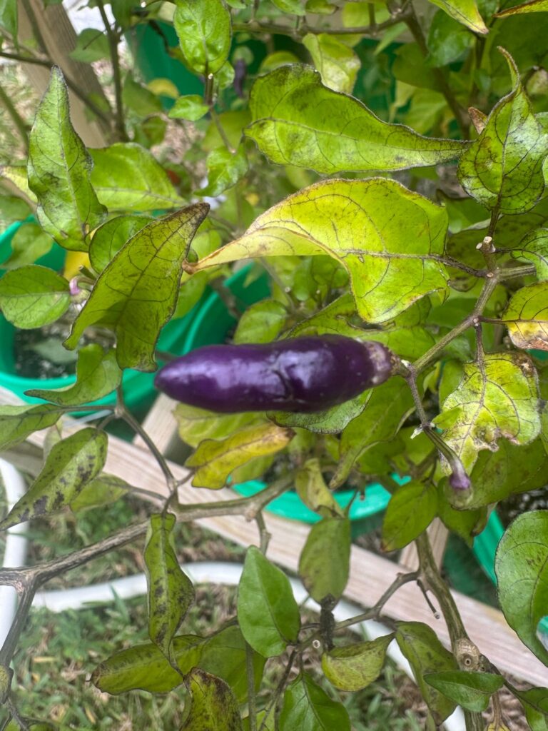 Our purple Hawaiian chili peppers