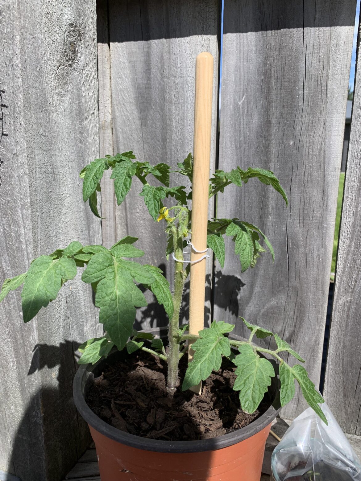 is it healthy looking