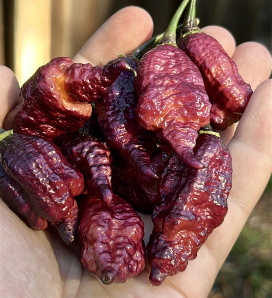 Crazy boy pink cream