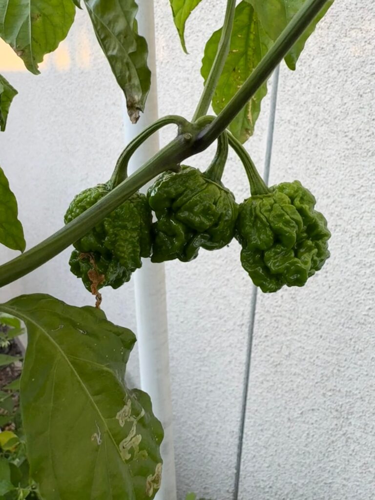 Still coming in and it’s almost November