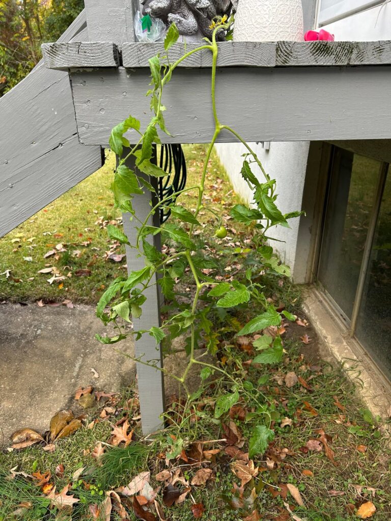 Accidental tomato plant - can I transplant?