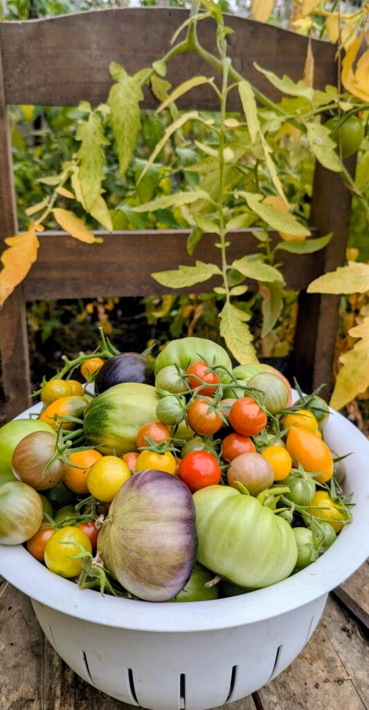 Autumn is here and it's time to clean the greenhouse 🍂