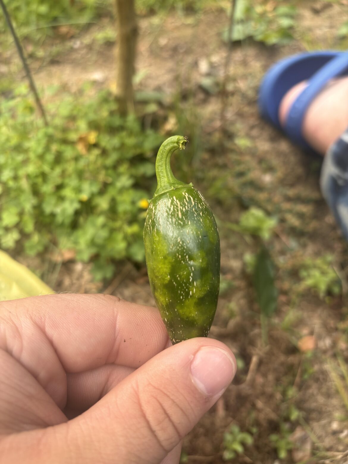 Weird looking jalapeño? Anyone know what this is?