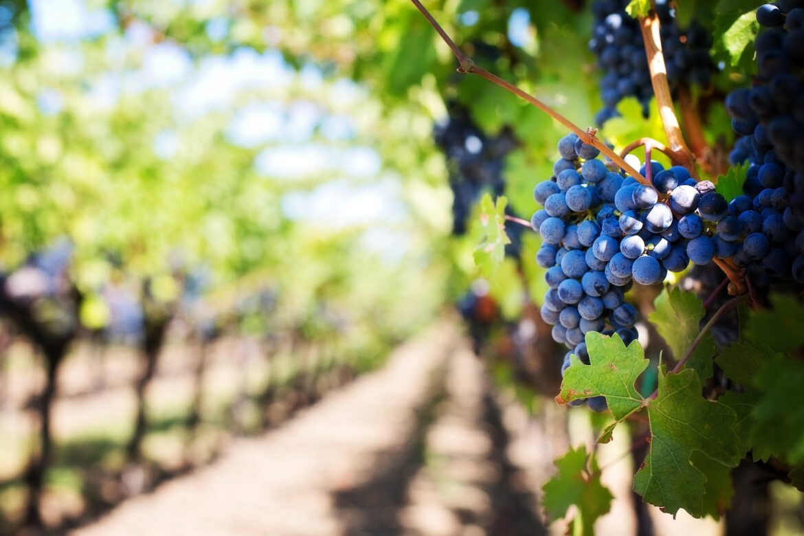 South African Wine Industry Eyes Promising 2026 Harvest Ahead South African Wine Industry Eyes Promising 2026 Harvest Ahead