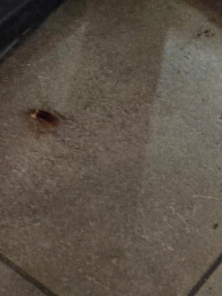 Taco Cabana: Parmer/MOPAC