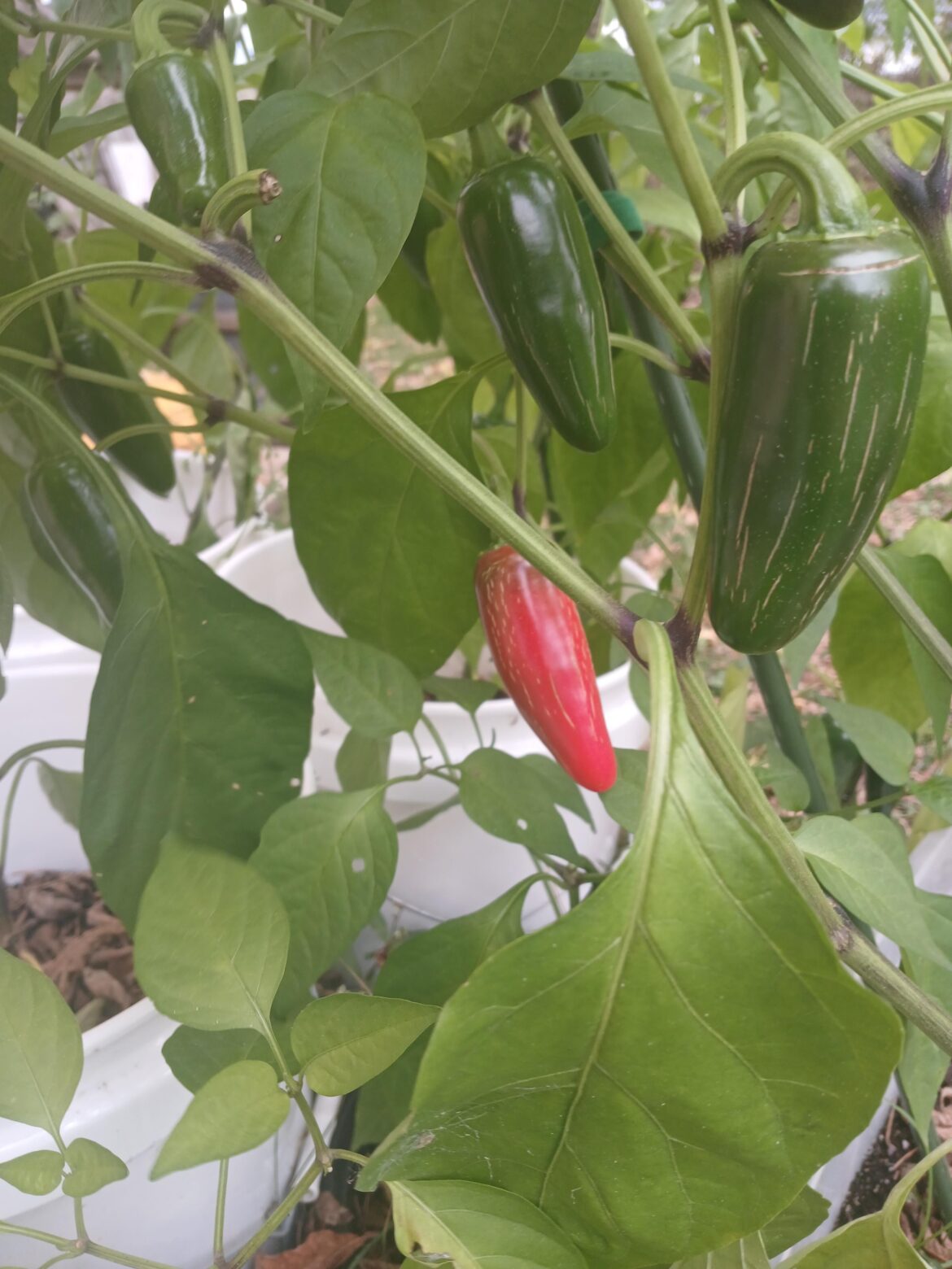 Finally,  one of my jalepeno’s changed color…. Been waiting months(and tarped the plants several nights to avoid frost) for a color change Finally,  one of my jalepeno's changed color.... Been waiting months(and tarped the plants several nights to avoid frost) for a color change