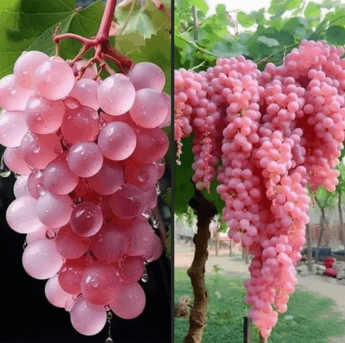 Pink Koshu Grapes from Japan Looks Delicious!