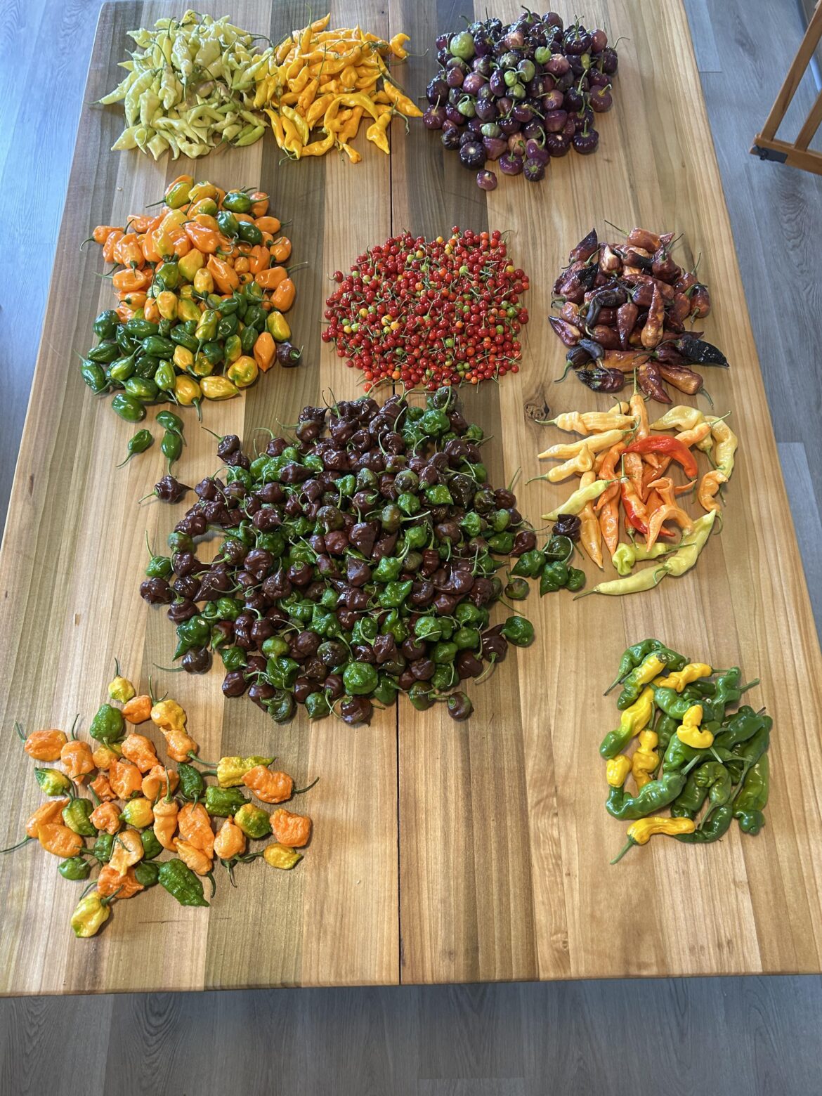 My last harvest of the season. Overwintering the ones I really liked!