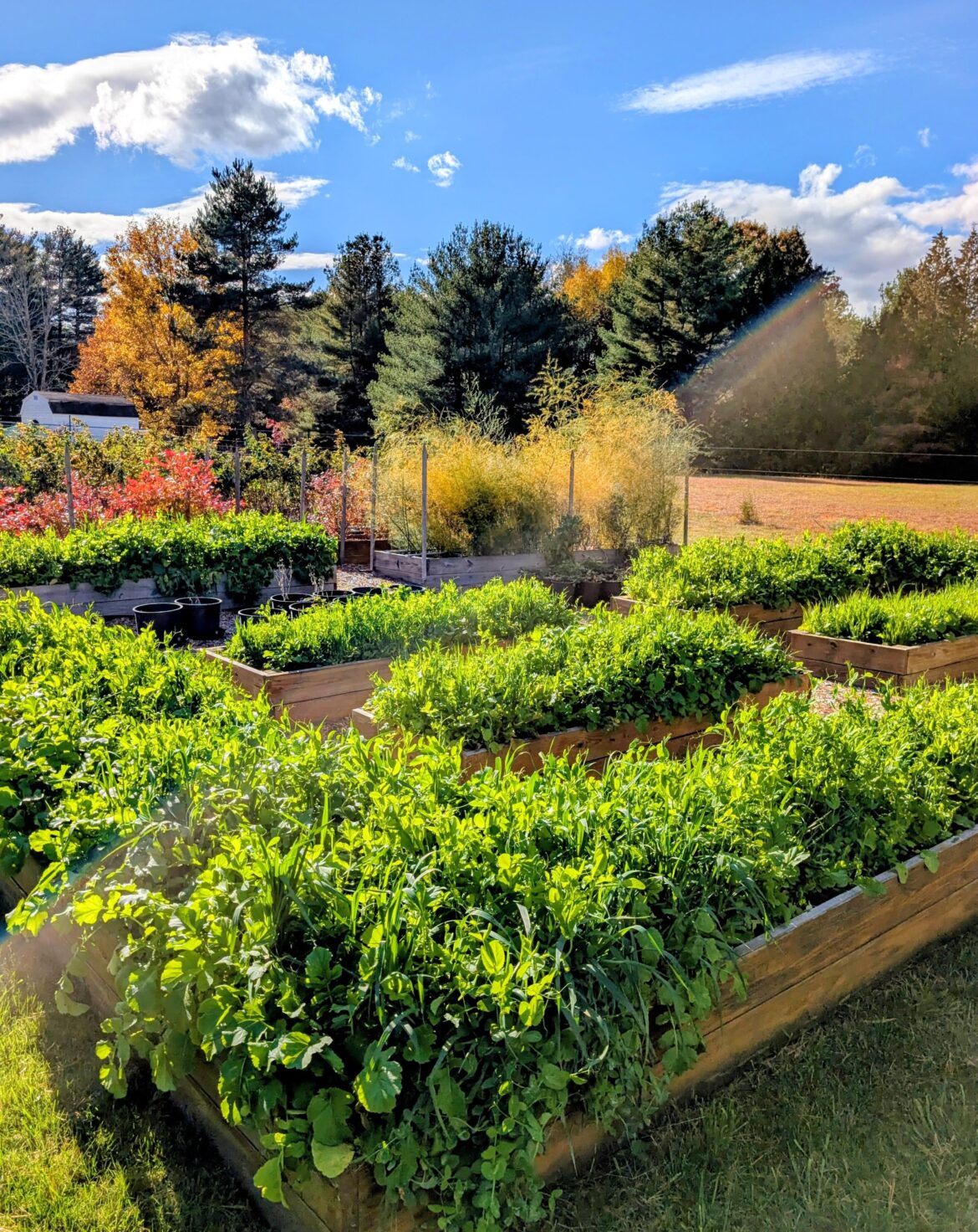 My cover crops are going absolutely gangbusters