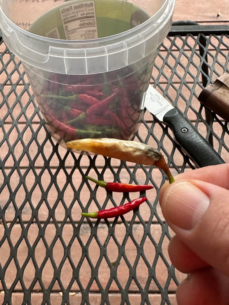 guys, i think i found a ghost pepper.