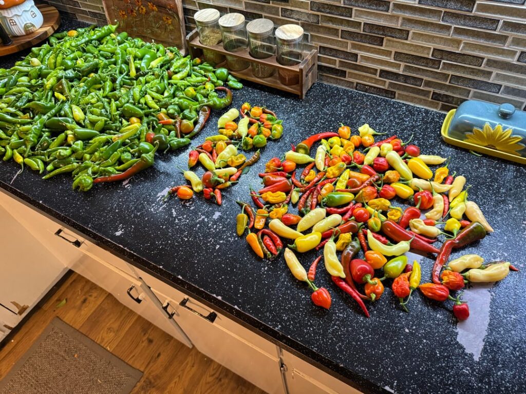 Last pepper harvest of the season! What do you do with the unripe pods?