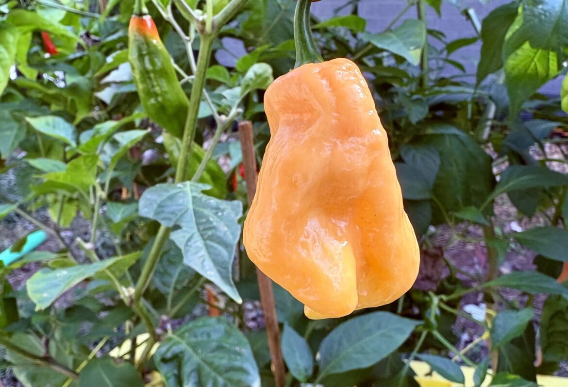 Let’s take a guess