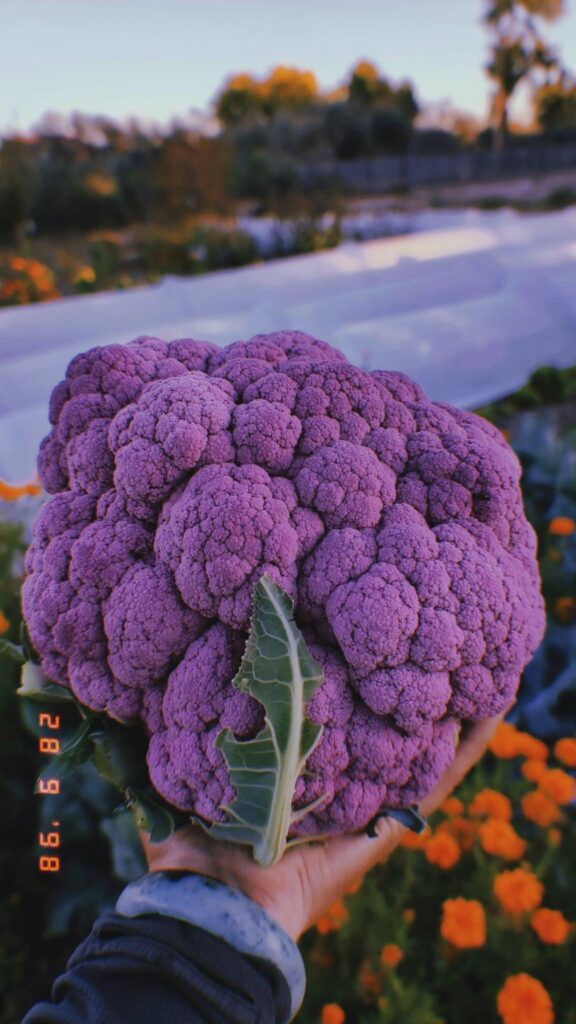 Final Cauliflower of the Season is a Real Beaut!