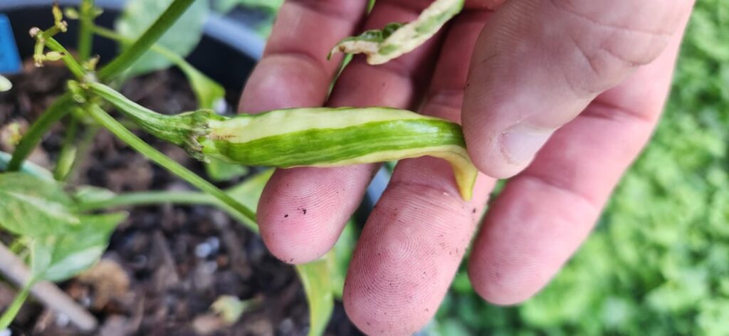 First Scarletts Comet are nearly ready