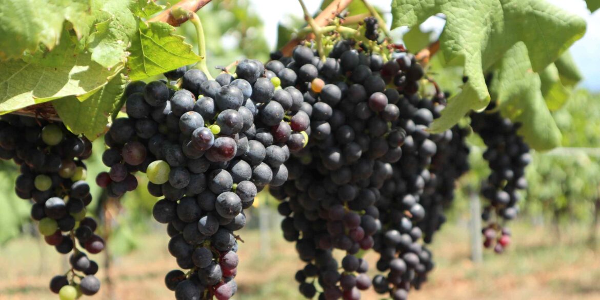 Japanese wine — not French — is latest fashion for Japan vintners Japanese wine -- not French -- is latest fashion for Japan vintners