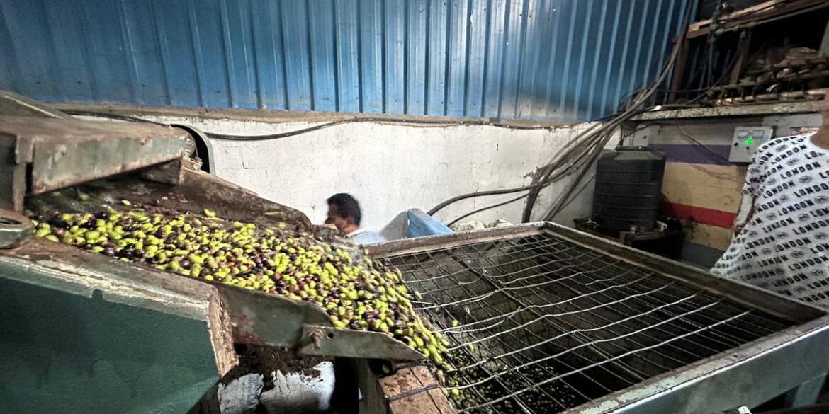 “We Estimate That Nearly One Million of Gaza’s 1.1 Million Olive Trees Have Been Destroyed”