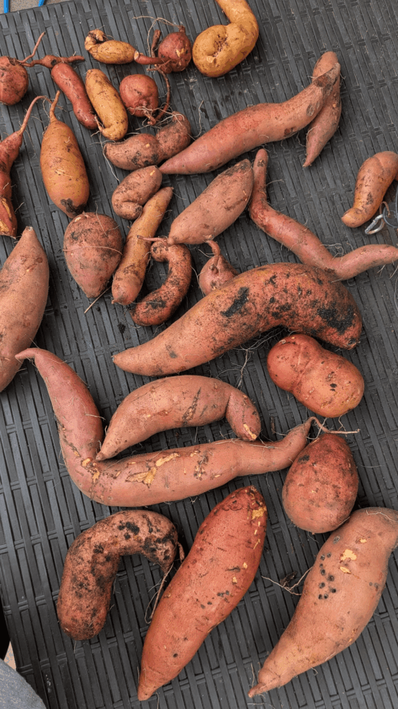 My first sweet potato harvest!