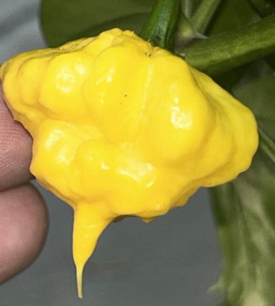 KSLSB is always a winner