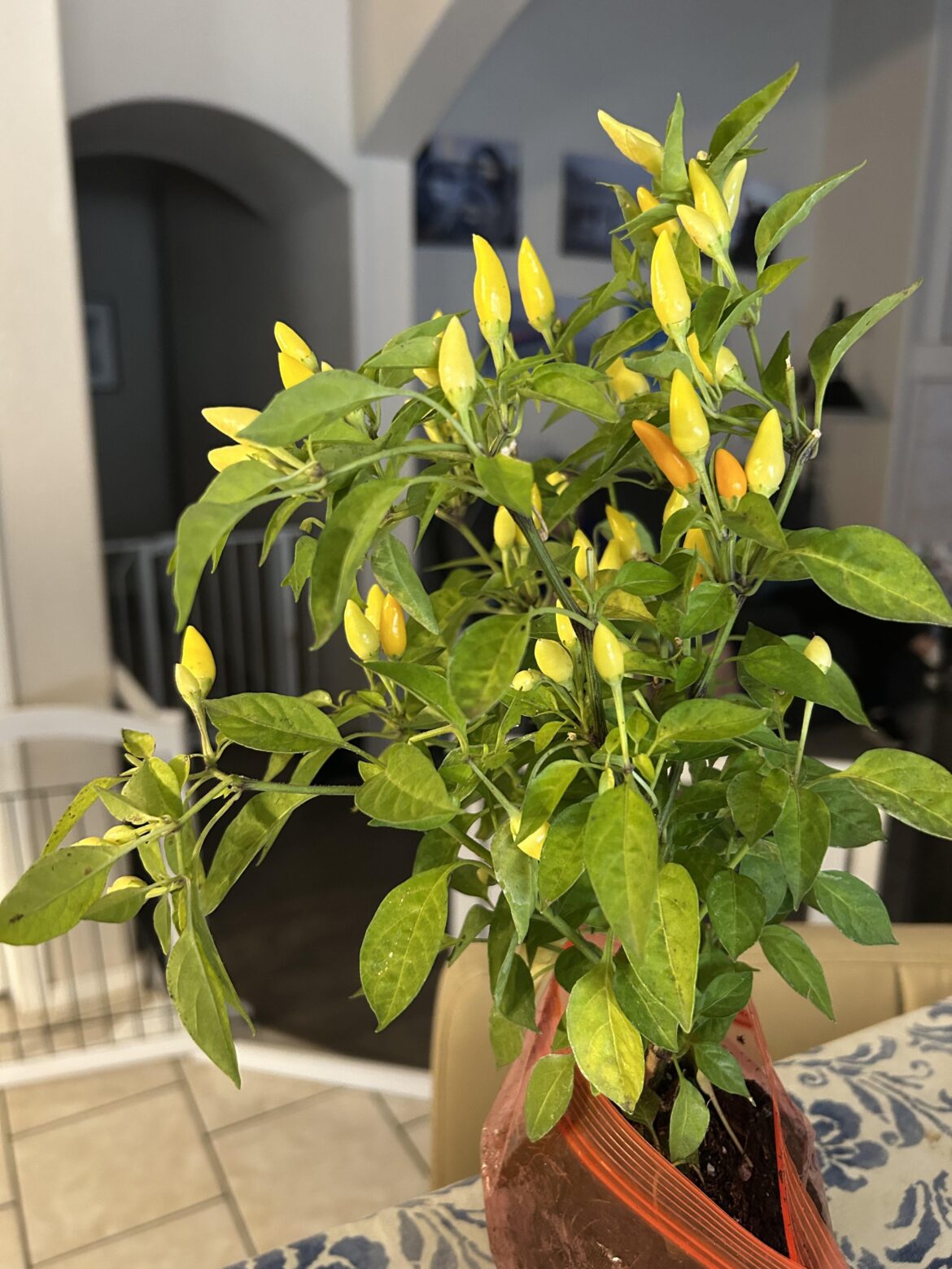 What da heck are these?