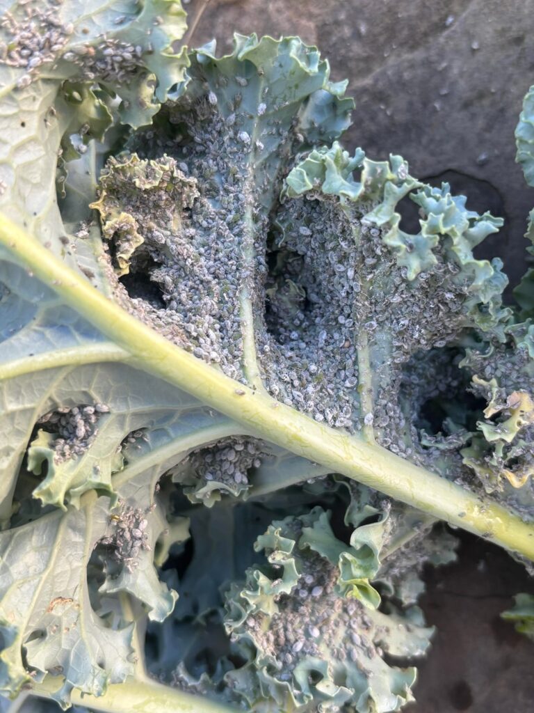 What the heck is all over the bottom of my kale?
