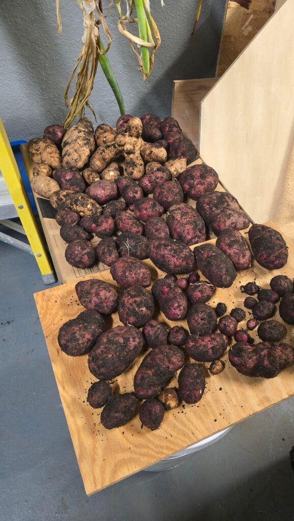 Potato harvest day! Grown from 5-6 grocery store spuds