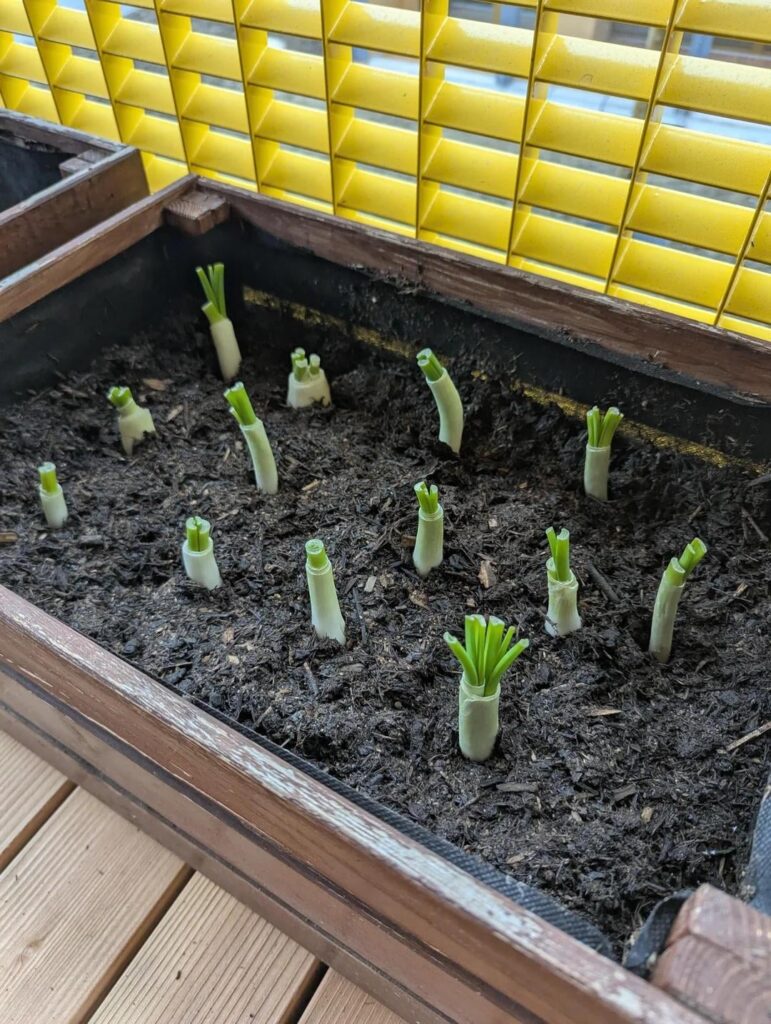 Why aren't my green onions growing fast?