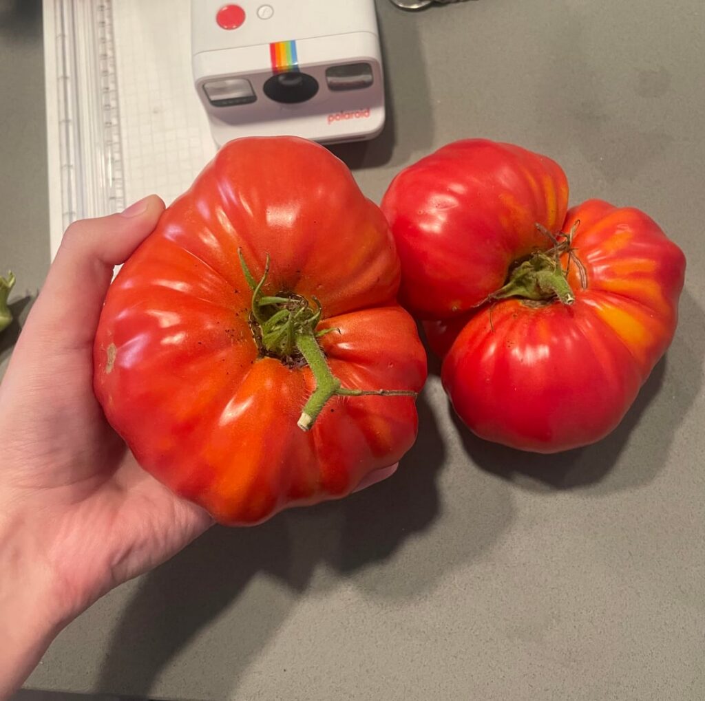i love when ONE tomato is enough for an entire meal 😋