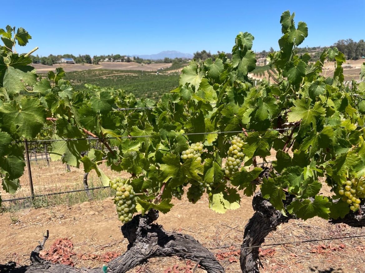 Harvesting Heritage In Temecula Valley: A Look At Hispanic Winemakers Patch News