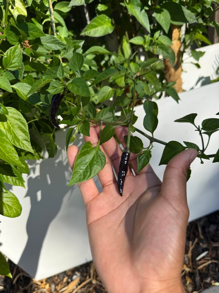 Harvest now or wait? Harvest now or wait?