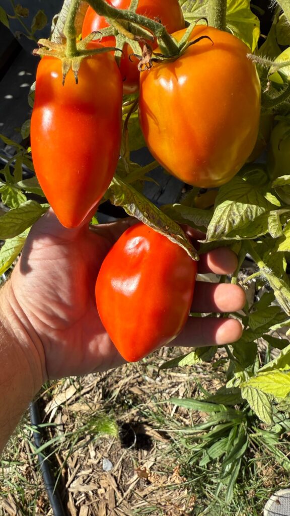 Grandma Mary’s Paste Tomato is my freezer-filling workhorse ❤️ Grandma Mary’s Paste Tomato is my freezer-filling workhorse ❤️